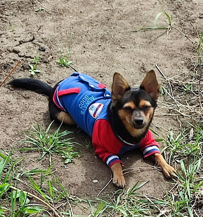 Мальчик той терьер ищет девочку