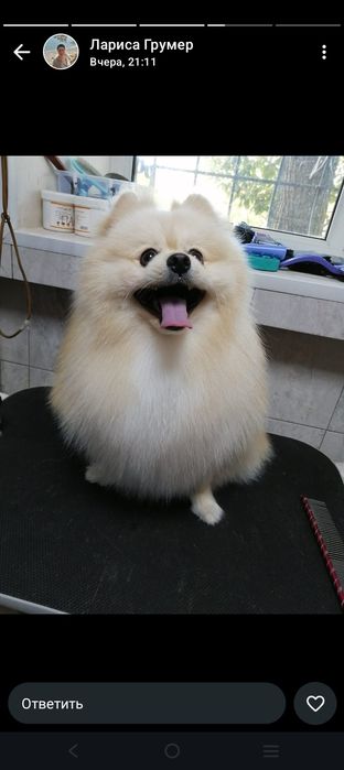 Девочка шпиц ищет жениха.