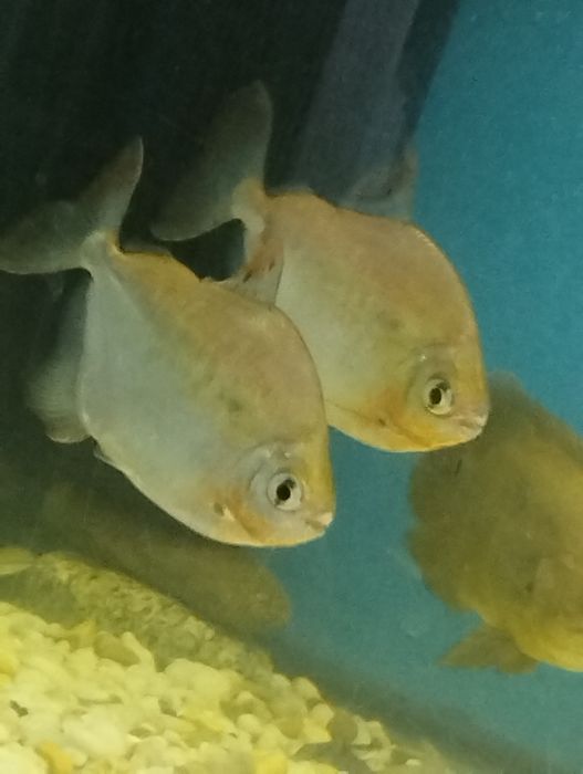 Акварюмние рибки