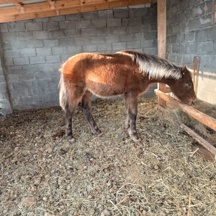 Продам жабағы г.Аксу