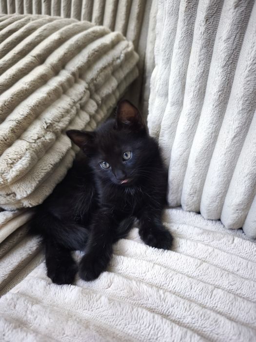Puiuți adorabili pentru adopție
