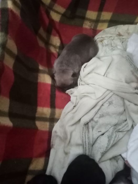 Щенки французского бульдога