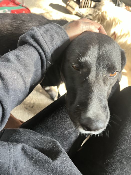 Подарява се женско куче