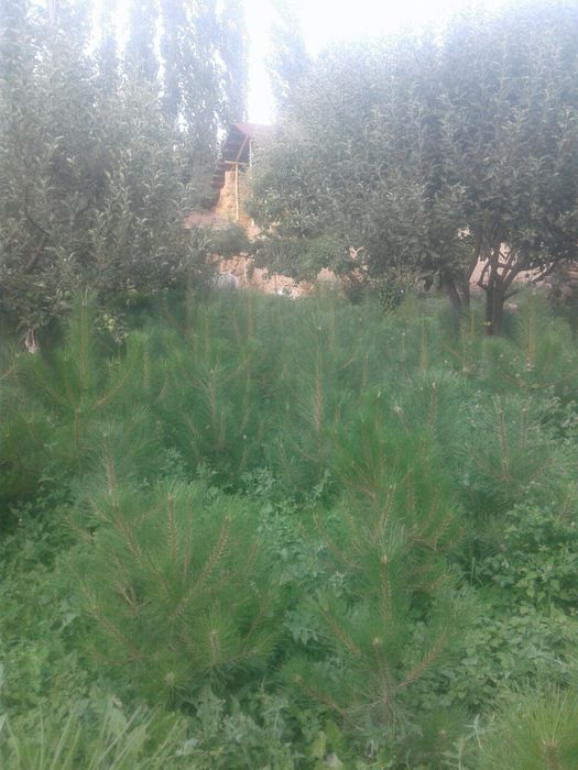 Крымская сосна сотилади 4-5йили  стволи бакуват зур шохлангап.