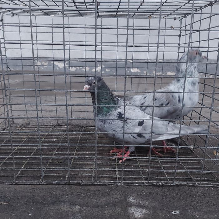 Челкар сизи бакинцы лет с игрой