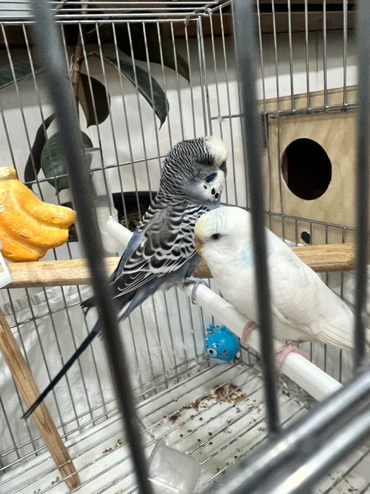 Papugaylar Polruchnoy  Valnisti Волнистый попугай подчех