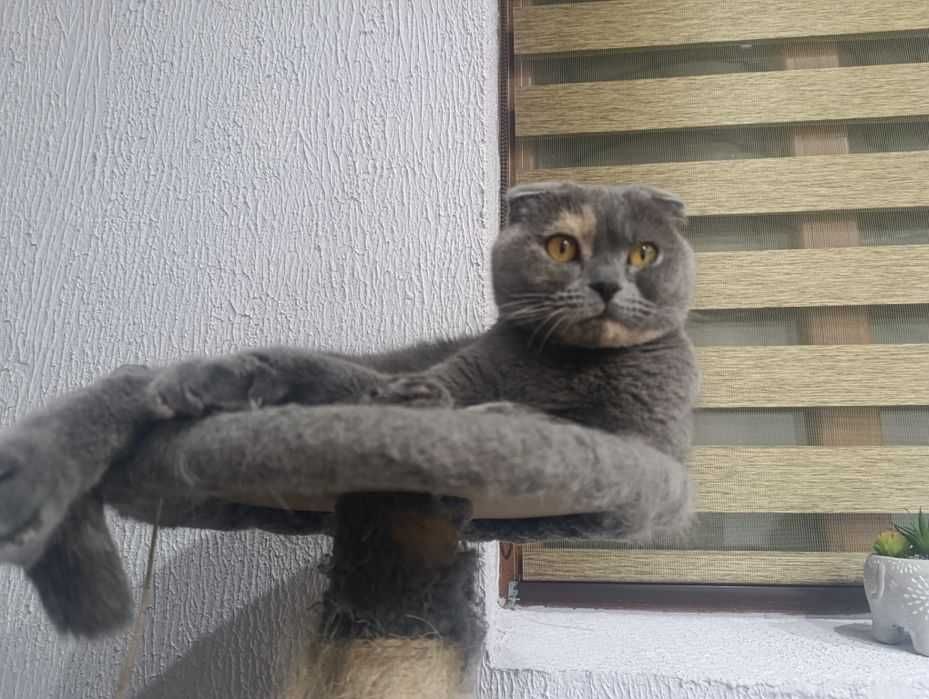 Британска клепоуха