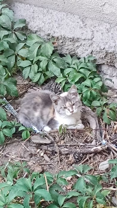 Котёнок мальчик отдам