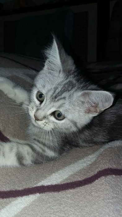 Мейн кун+скоттиш страйт.