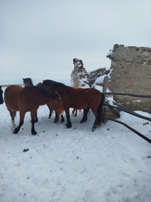 Продам кабылу жеребую 9 лет