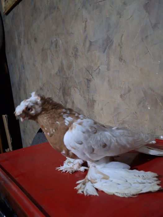 Голуби голуби голуби