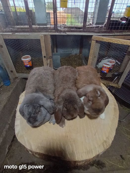 Iepuri Berbec German