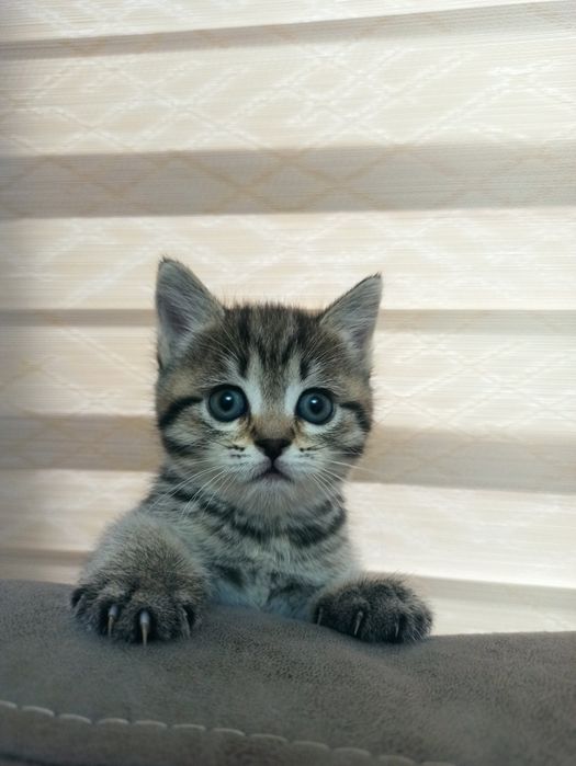 Котята 40-50 дней отроду