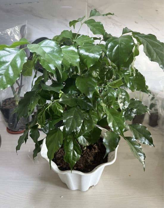 Комнатные растения