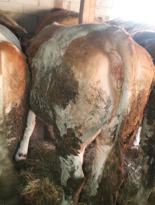 Taur+ jurinca+ vaca de vânzare