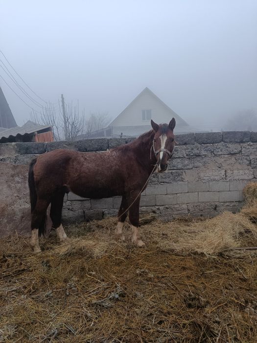 Жақсы Айғыр сатылады