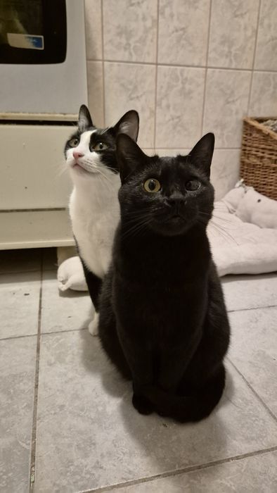 Kiki pisica cauta familie