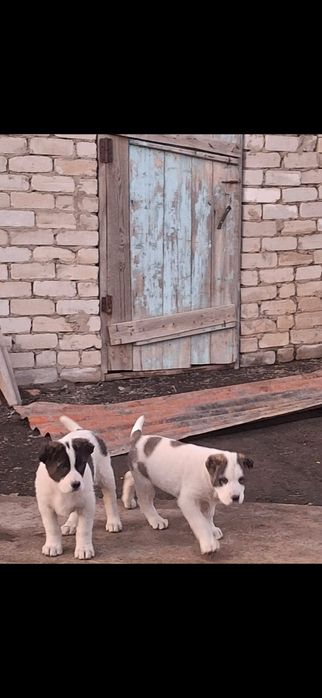 Продам 
Возраст: 2 месяца
Очень крепкие, акт