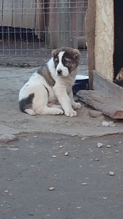 Catel Asia Centrală