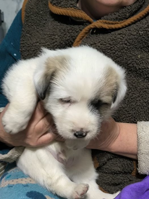 Щенята в добрые руки