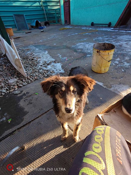 Отдам щенка в добрые руки