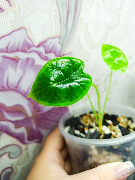 Детки Алоказии шкура дракона