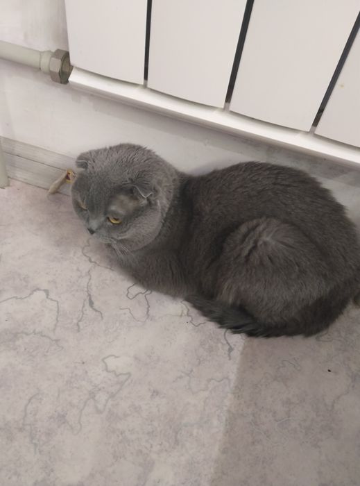 Продаю кота со связью с переездом