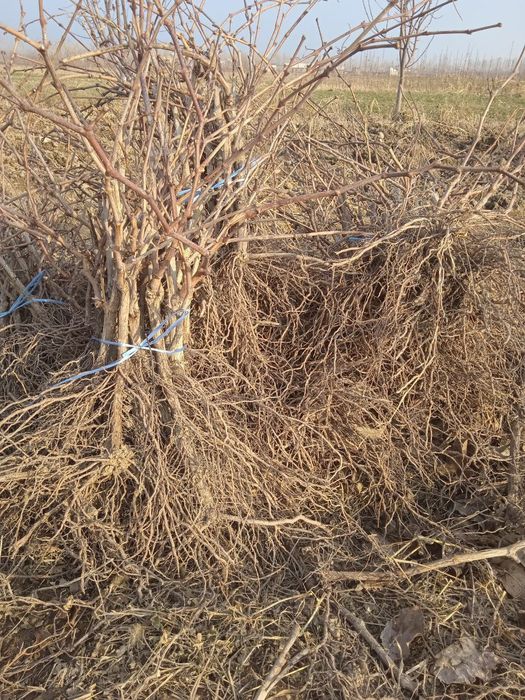 xar xil turdagi mevali kochatlar