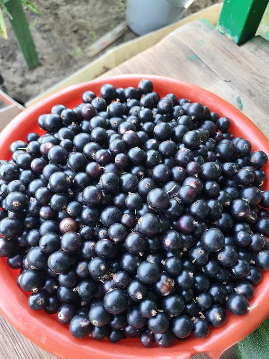 Продам черную смородину