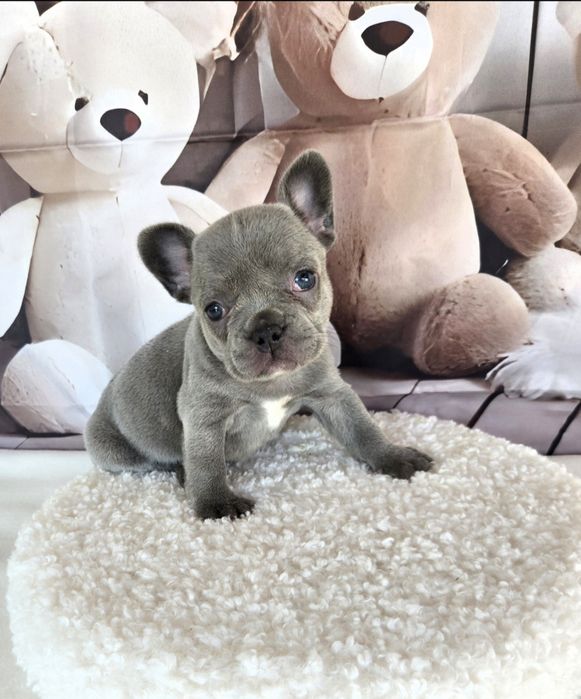 Френски булдог еритна кръвна линия