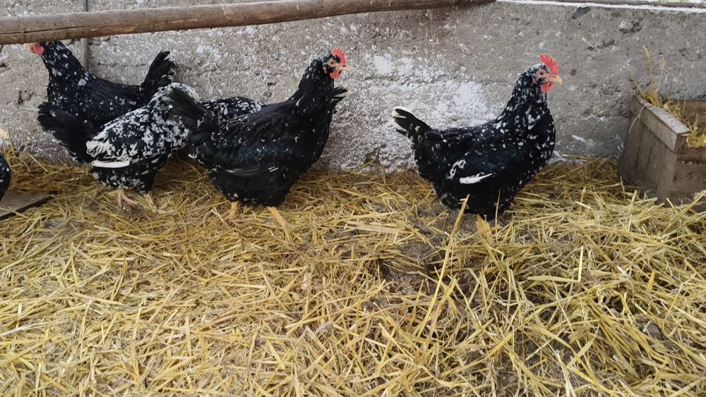 Pita Pinta  Disponibile