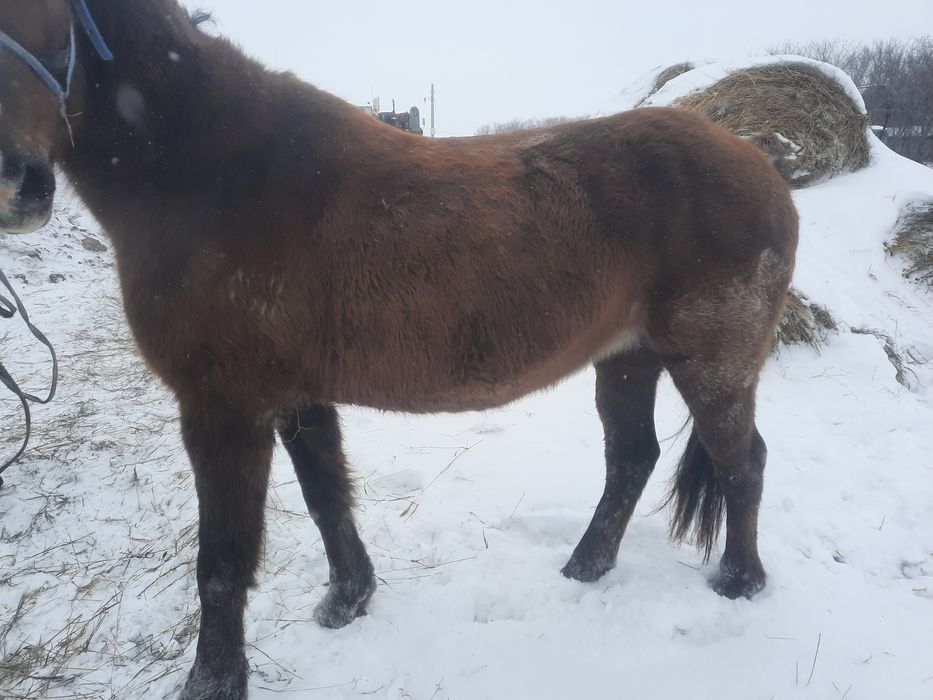 Продам кобылу жирную