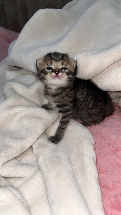 котята котята котята