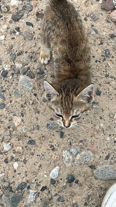 Отдам котёнка даром