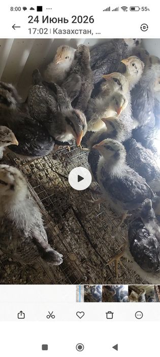 Продам барковских цыплят