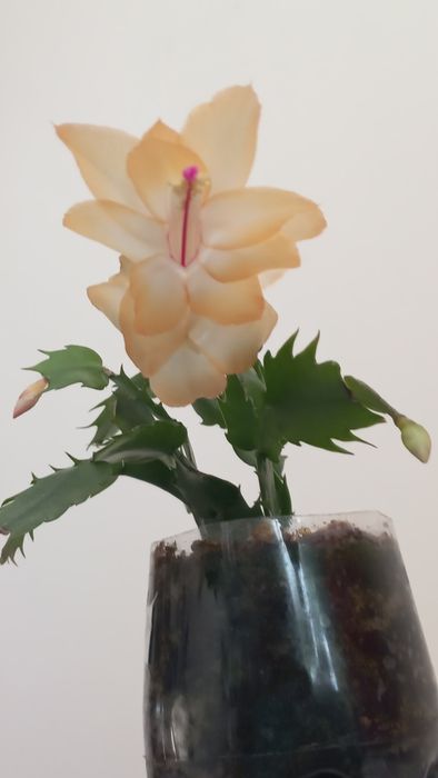 Кактус . золотой Ус.