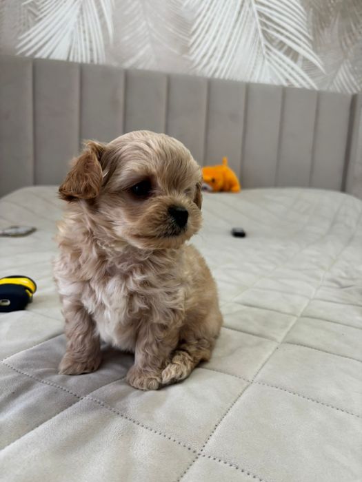 150000 продам щенков породы чипу