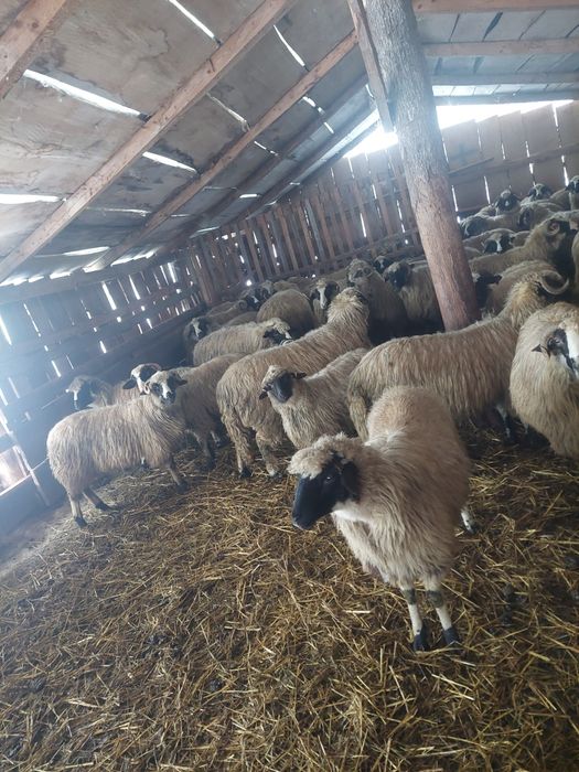 De vânzare breze de Petroșani