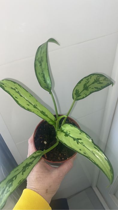 цветы комнатные