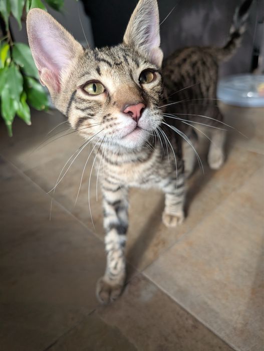 Adoptie - Familia Olimp, 2 fete si un baiat (Hera, Achi, Athena) isi cauta casute