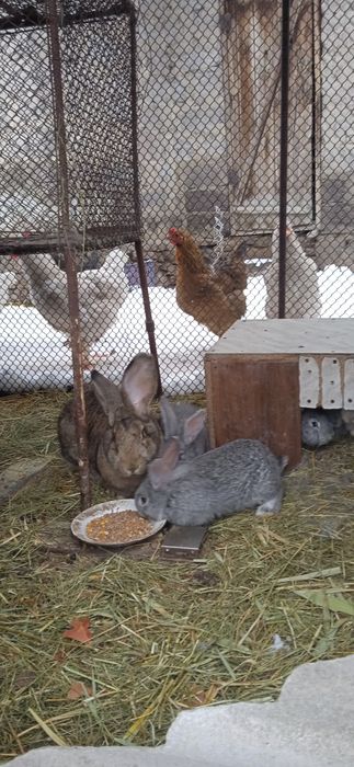 Кролики, крольчата