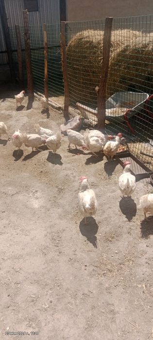 продам кур несушек