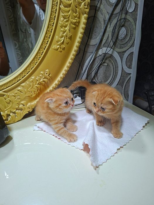 Вислоухие вислоухая Котята кошки шотландски(е)(й) котёнок шотландская
