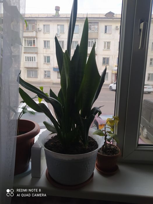 Продам комнатные цветы.