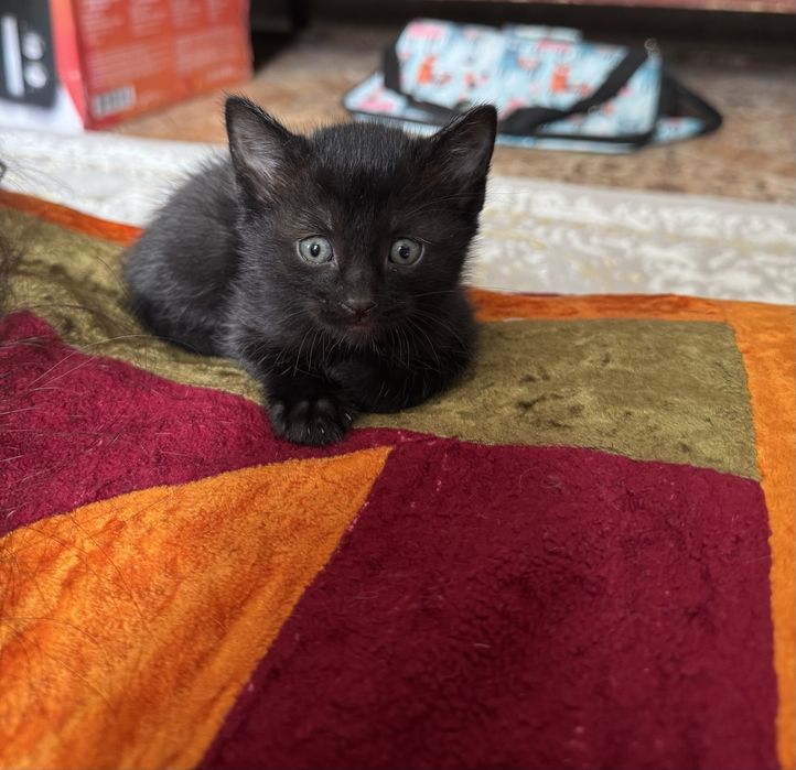 Отдам в добрые руки! Бесплатно