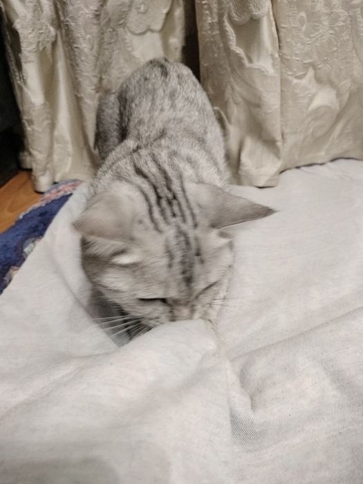 Продам кошечку скотиш страйт