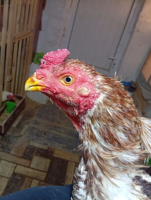 Dakang xoʻroz oq qizil