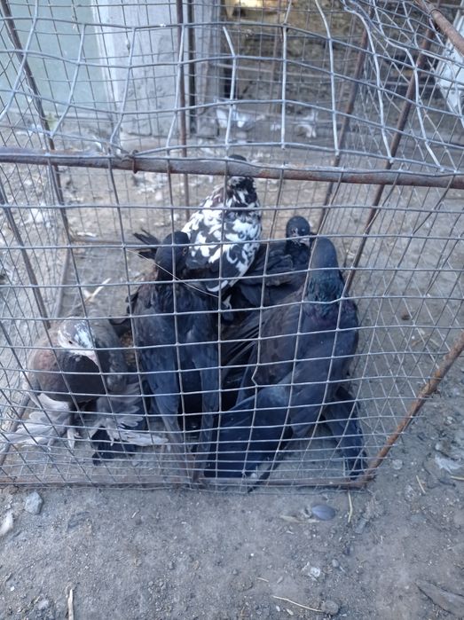 Голуби гульсары молодежь