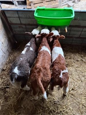 Aduc vitei la domiciliu !!!