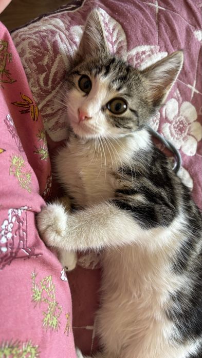 Котенок3месяцев мальчик